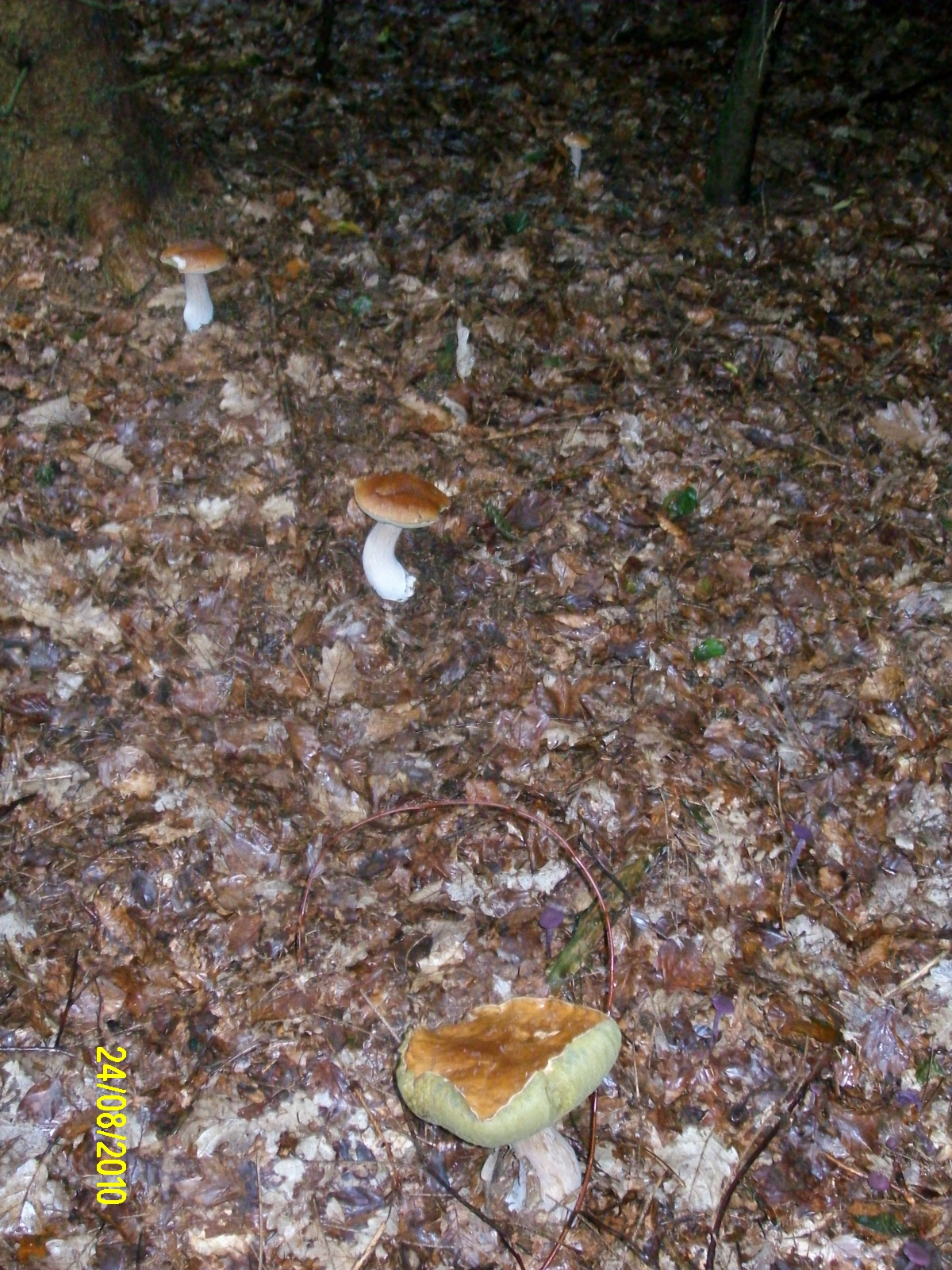 Jagd auf Pilze 044